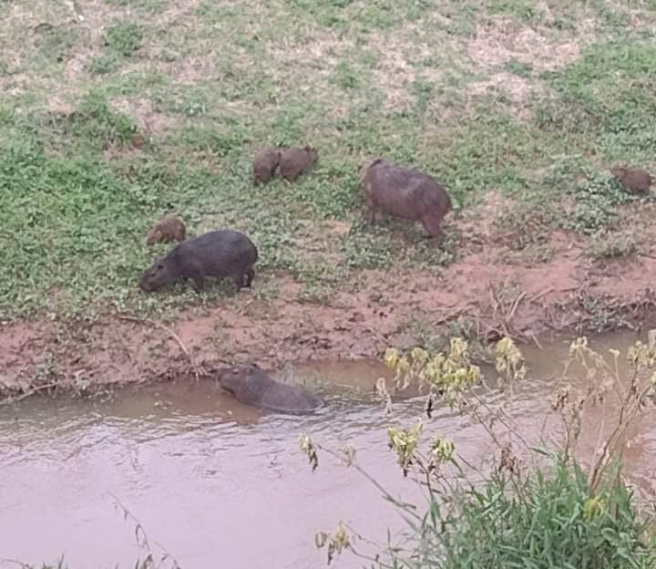 Grupo de capivaras é visto na Marginal do Chá Correio de Itapetininga