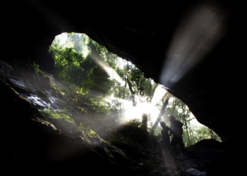 CPS e Fundação Florestal lançam curso online de Introdução à Monitoria Ambiental