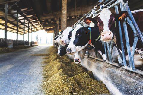 “Dia de Campo Pecuária Leiteira” com palestras técnicas de produção de leite em Itapetininga