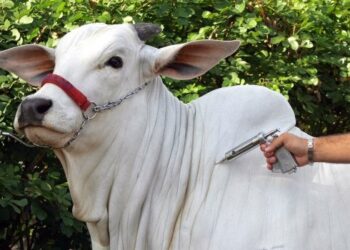 Sindicato Rural oferece vacinação contra brucelose