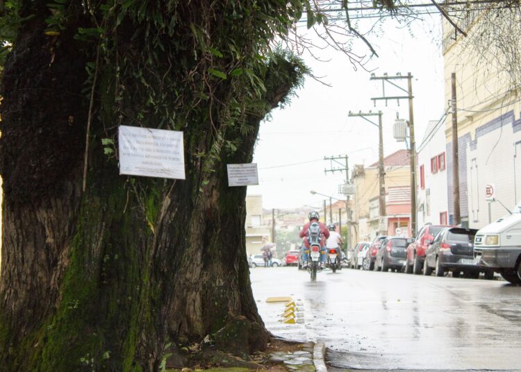 O COMDEMA sugere medidas preventivas, incluindo a realização de uma vistoria ampla em toda a cidade, a contratação de profissionais especializados e a criação de um canal para denúncias da população. Foto - Arquivo Jornal Correio de Itapetininga