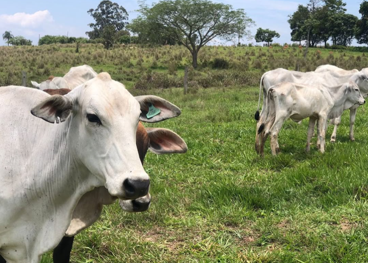 Cabeças de gado são furtadas em Itapetininga