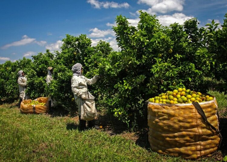 Itapetininga abre 40 vagas para colhedor de laranja