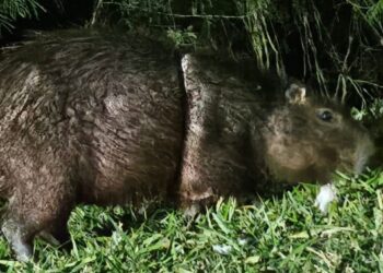 Equipes tentam resgatar capivara na Marginal dos Cavalos