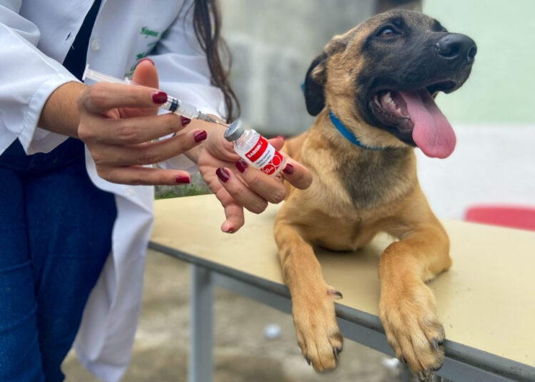Castramóvel oferece vacinação contra a raiva para cães e gatos no bairro Taboãozinho