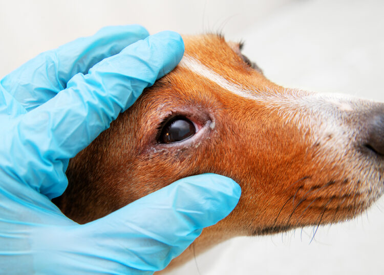 Para evitar surtos da doença, a Prefeitura orienta que todos os tutores de pets atualizem a carteira de vacinação de seus animais para evitar contágio e transmissão. Foto - Reprodução/Internet
