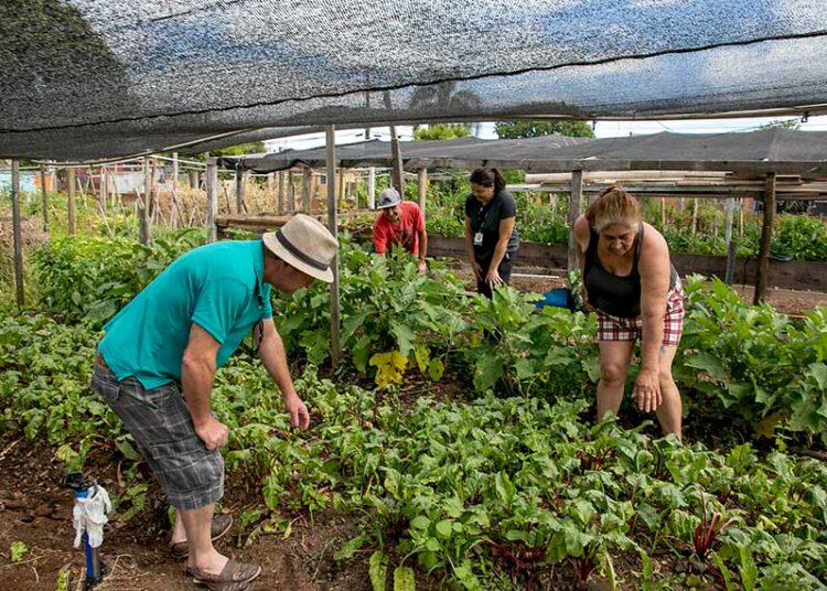 Gratuito e aberto aos produtores da região, o “Vem pro Campo!” apresentará mais de 20 variedades de hortaliças