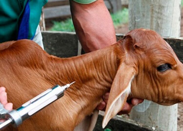 Pecuaristas de Itapetininga têm até o dia 31 de dezembro para vacinar rebanhos contra a Brucelose