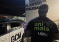 Seis animais são resgatados após denúncias de maus-tratos em Itapetininga