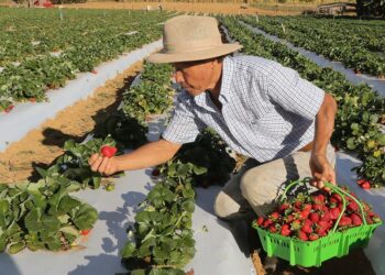 Produtores rurais podem se inscrever em curso gratuito de morango orgânico