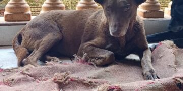 Itapetininga registra 33 denúncias de maus-tratos a animais por mês