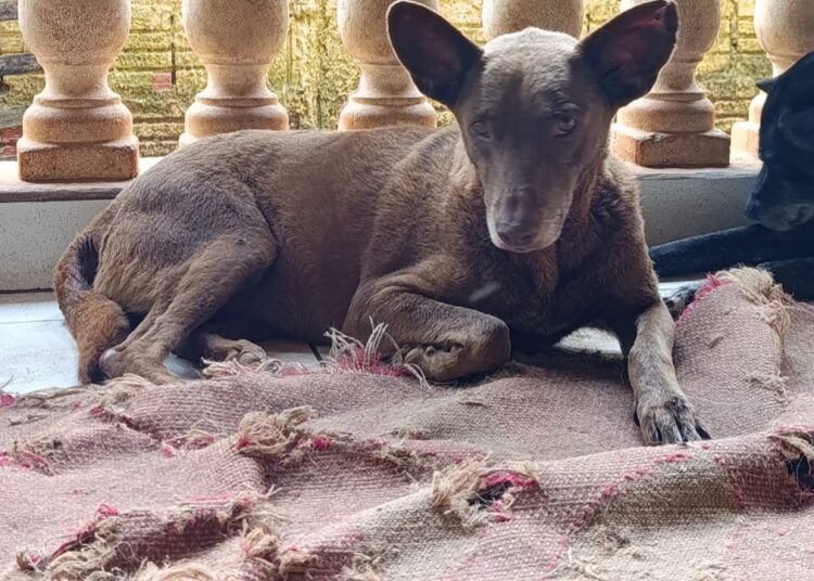 Itapetininga registra 33 denúncias de maus-tratos a animais por mês