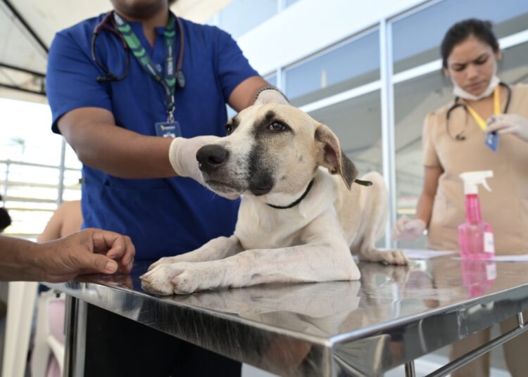 Itapetininga terá mutirão com mais de 5 mil castrações gratuitas para cães e gatos