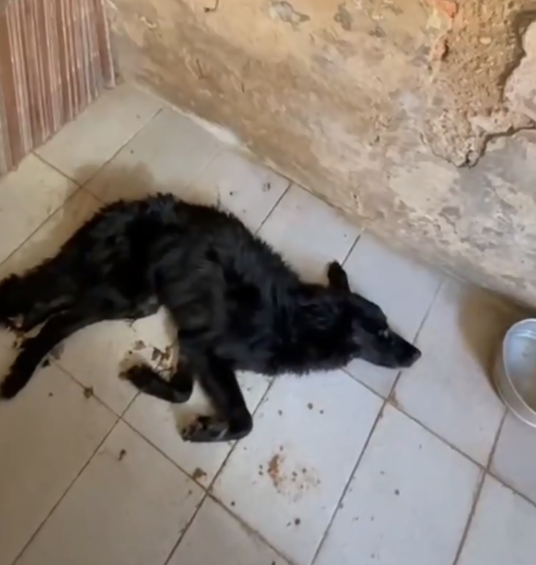 Cães são resgatados de porão em situação de maus tratos em Itapetininga