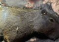 Capivara ferida é capturada e recebe atendimento de bombeiros