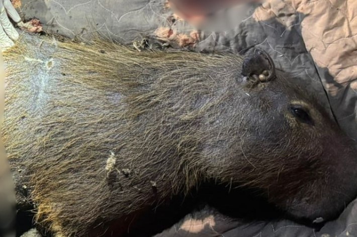 Capivara ferida é capturada e recebe atendimento de bombeiros