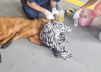 Lobo-guará ferido é resgatado em Itapetininga
