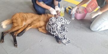 Lobo-guará ferido é resgatado em Itapetininga