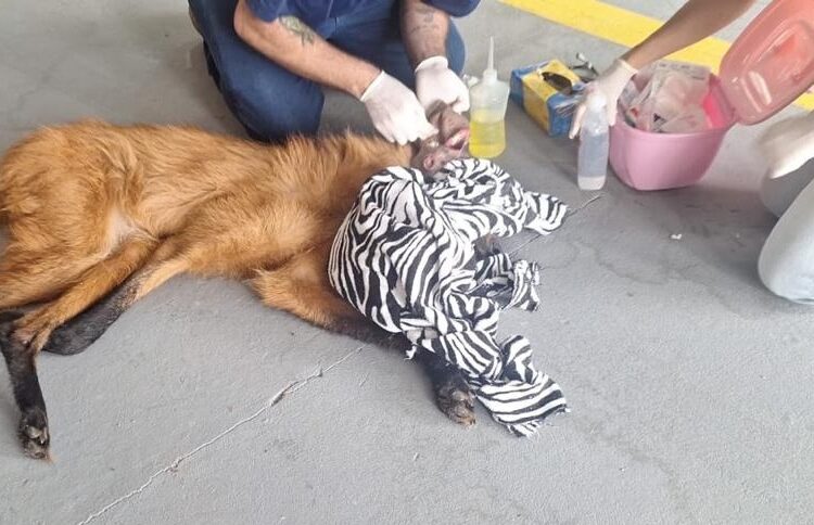 Lobo-guará ferido é resgatado em Itapetininga