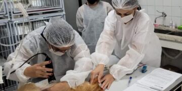 Prefeitura anuncia nova fase de castração de cães e gatos com 1,6 mil vagas em Itapetininga