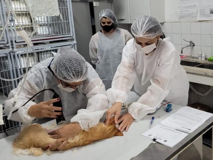Prefeitura anuncia nova fase de castração de cães e gatos com 1,6 mil vagas em Itapetininga